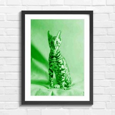 Cute Bengal Kitten with