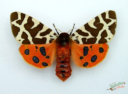Garden tiger moth arctia caja - garden,