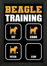 Beagle Training Dog Walker
