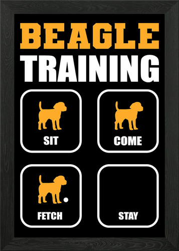 Beagle training dog walker - training,
