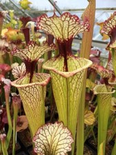 Sarracenia Seed Leah Wilkerson