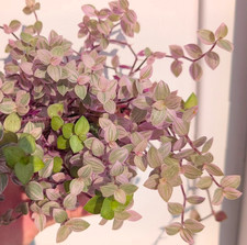 Callisia repens 'Rosato' x1