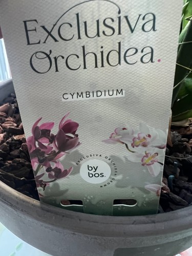 Stunning large cymbidium - stunning,