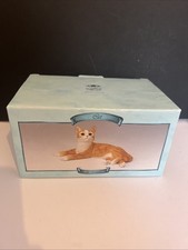 Ginger  Orange Cat Kitten