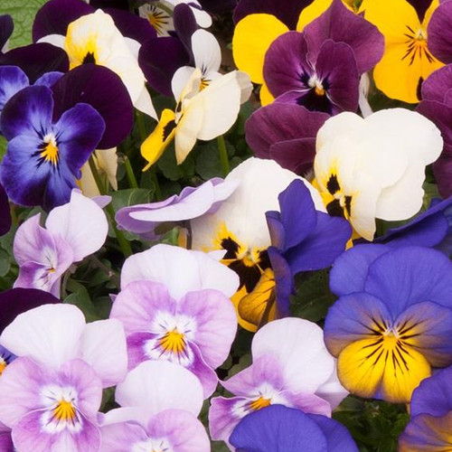 Viola spring select - viola, mix