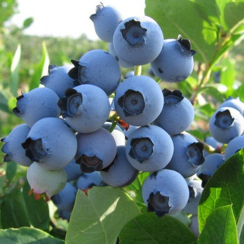 Blueberry vaccinium spartan - blueberry, 'spartan'