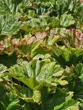 Darmera peltata hardy - darmera,