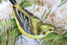 Jane Brewer (Poole Pottery)