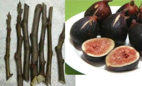 Cuttings original black - 6,