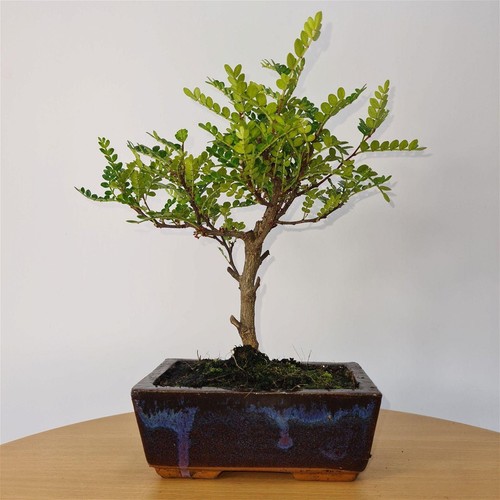 Chinese pepper zanthoxylum - chinese,