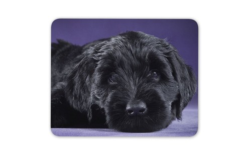 Black russian terrier puppy - black,