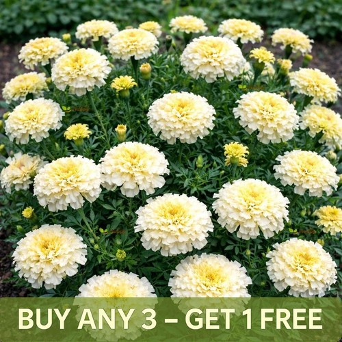 African marigold seeds dwarf - african,