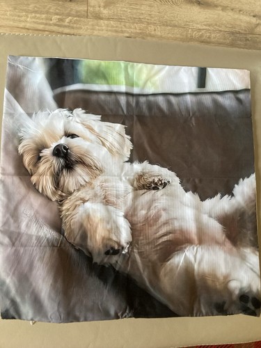 Westie highland terrier - highland, dog
