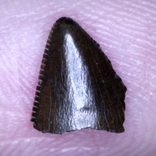 Tyrannosaur dinosaur fossil - tyrannosaur,