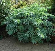 Honey Blue Bush jungle garden
