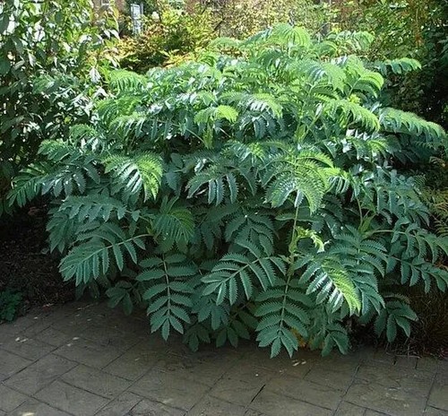 Honey blue bush jungle garden - honey,