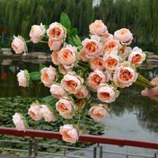 7 Heads Peony Paeonia Rose