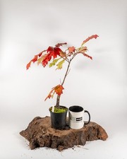 American Red Oak Pre Bonsai
