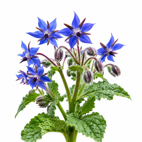 Borage herb seeds - borage,