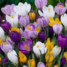 10 CROCUS MIXED COLOUR GARDEN