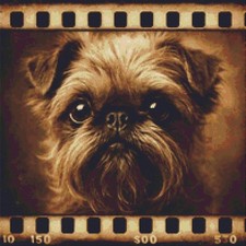 Griffon Bruxellois Puppy Dog