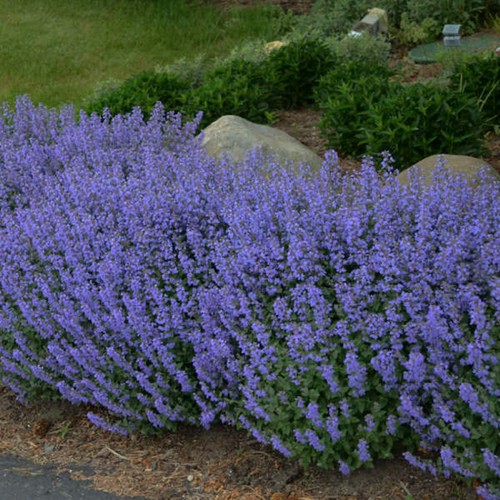 Scented nepeta purrsian - scented, blue