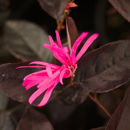 Loropetalum chinensis fire - loropetalum,