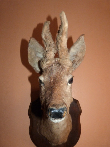 Vintage 1988 french - roe, deer