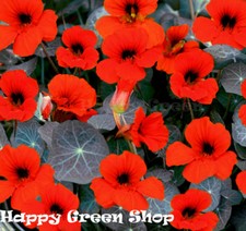NASTURTIUM - TOM THUMB -