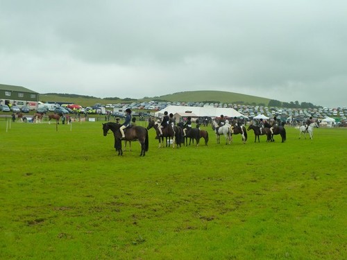 Photo 6x4 horse competition - horse,