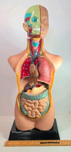 Anatomy human torso model with - human,