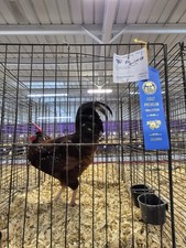 Rhode Island Red hatching eggs