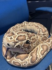 IKEA Djungelskog Snake Soft Toy Hand Puppet