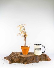 Dawn Redwood Bonsai Material – Metasequoia | Terracotta Pot Outdoor Pre-Bonsai