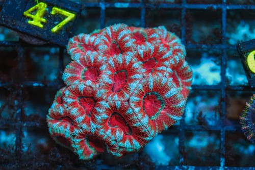 Wysiwyg live coral - wysiwyg,
