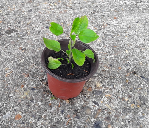 Naturally home grown - naturally,