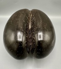 Coco De Mer Love Nut Seed Polished Sensual Sculpture Carved Display Bowl