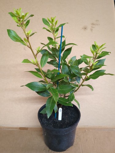 Bay tree plant laurus - *,