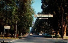 Euclid Avenue Grevillea Trees