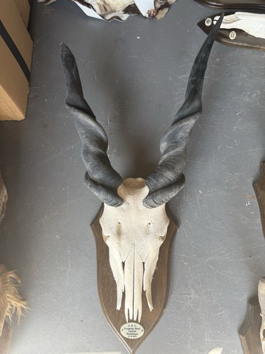 Eland skull and horns - and, on