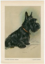 SCOTTISH TERRIER LOVELY