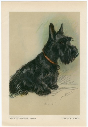 Scottish terrier lovely - terrier,