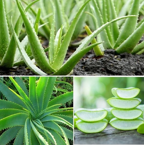 Aloe vera viable - vera,