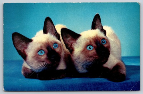 Siamese cats kittens sisters - kittens,