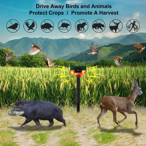 Solar outdoor sensor - outdoor, dog