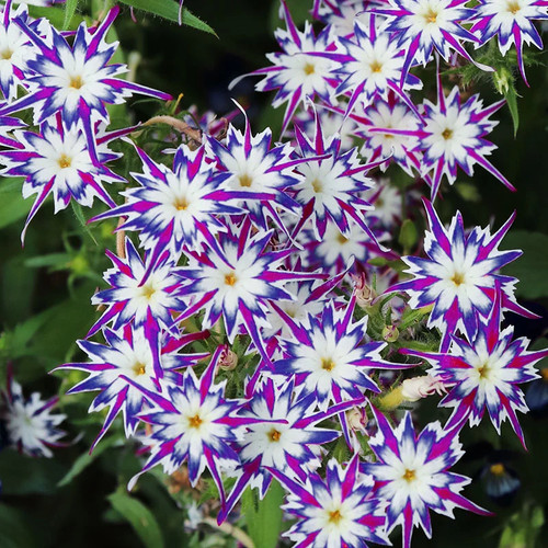 Phlox drummondii twinkling - phlox, 'twinkling