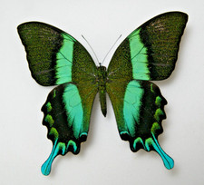 Papilio blumei butterfly set specimen mounted 10cm wingspan Indonesia