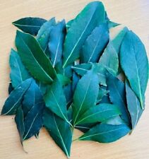 100 X  Fresh Bay Leaves .