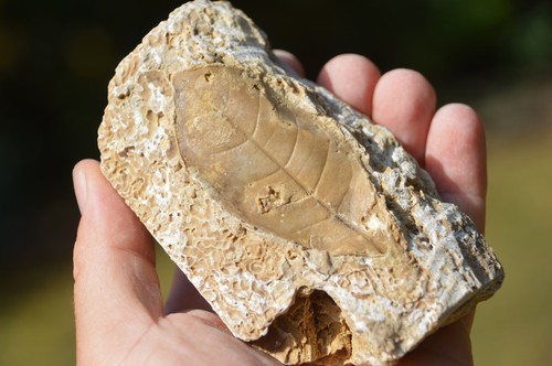 Amazing rare fossil - ,