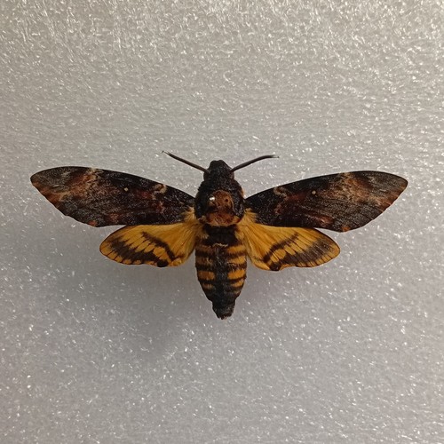 Acherontia atropos death s - acherontia, death's